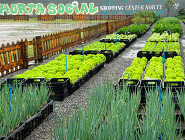 Horta Social do Instituto Center Norte transforma cultivo em solidariedade