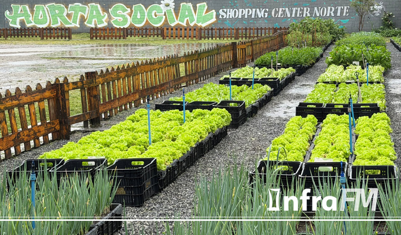 Horta Social do Instituto Center Norte transforma cultivo em solidariedade