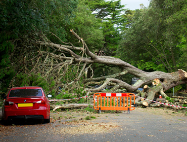 Nova lei autoriza poda e corte de árvores por profissional em caso de omissão do poder público