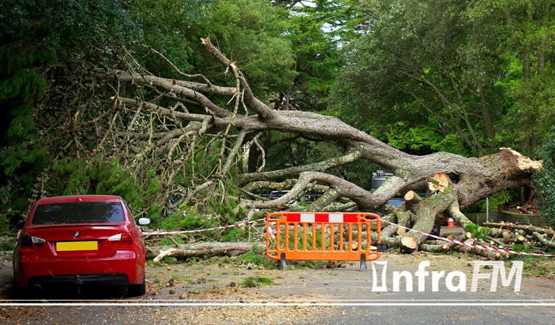 Nova lei autoriza poda e corte de árvores por profissional em caso de omissão do poder público
